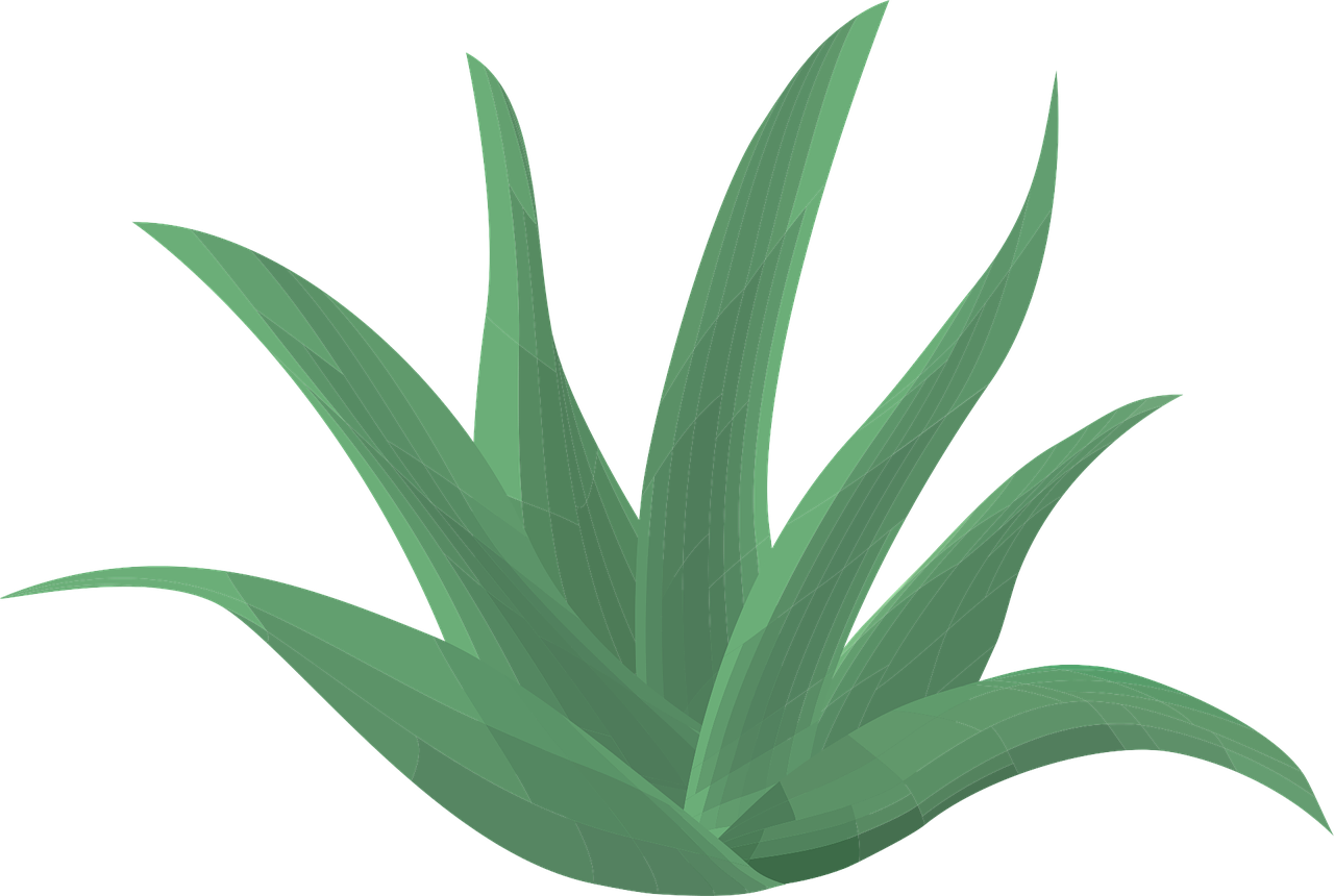 aloe-vera-1451802_1280
